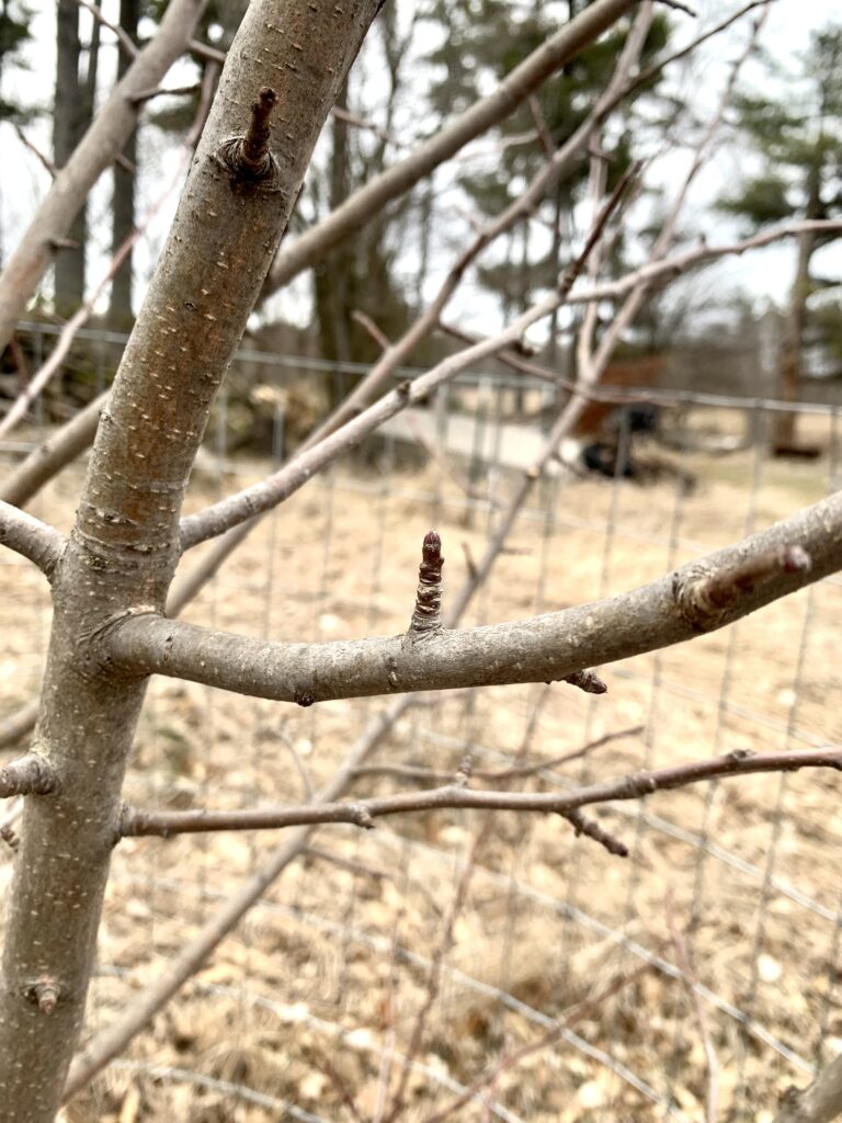 Straight up apple tree branch