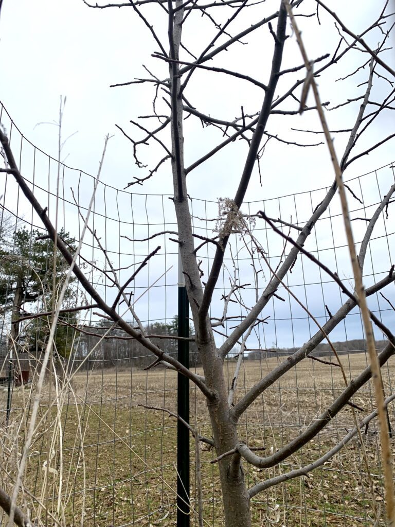 Apple tree with Fence around it.