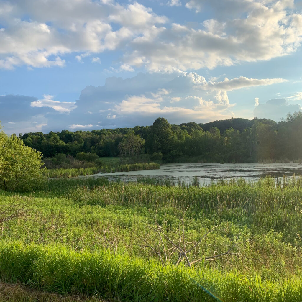 Pond with Tall Grass and woods in background