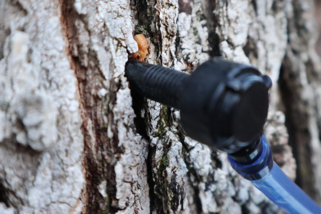 sawdust above a tap